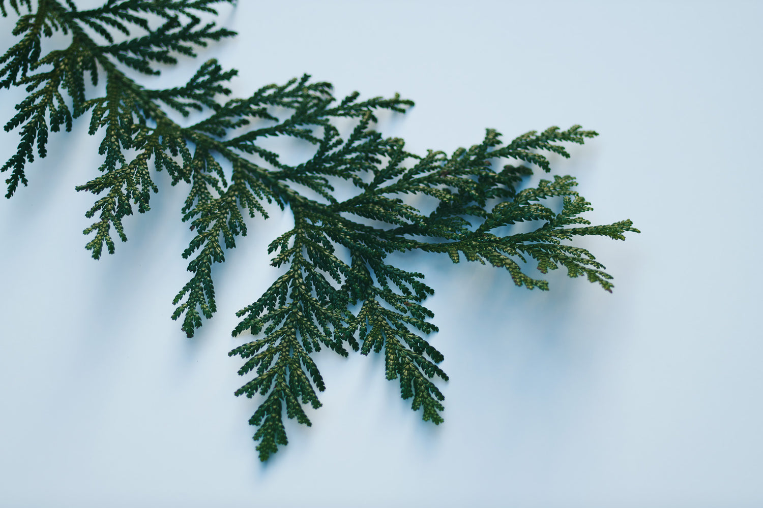 能登ヒバスプレー ミニサイズ  100ml