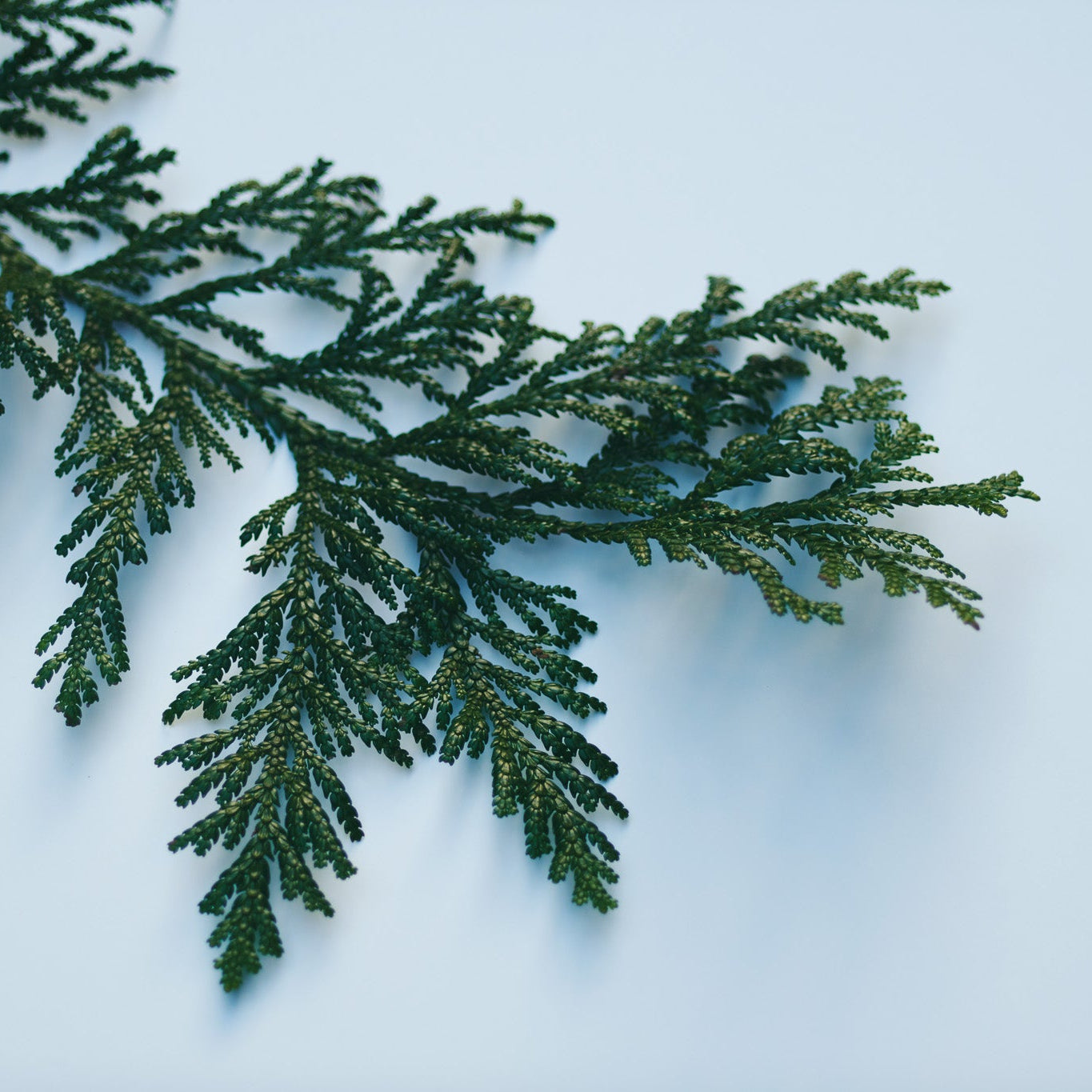 Noto Hiba Spray Mini Size 100ml