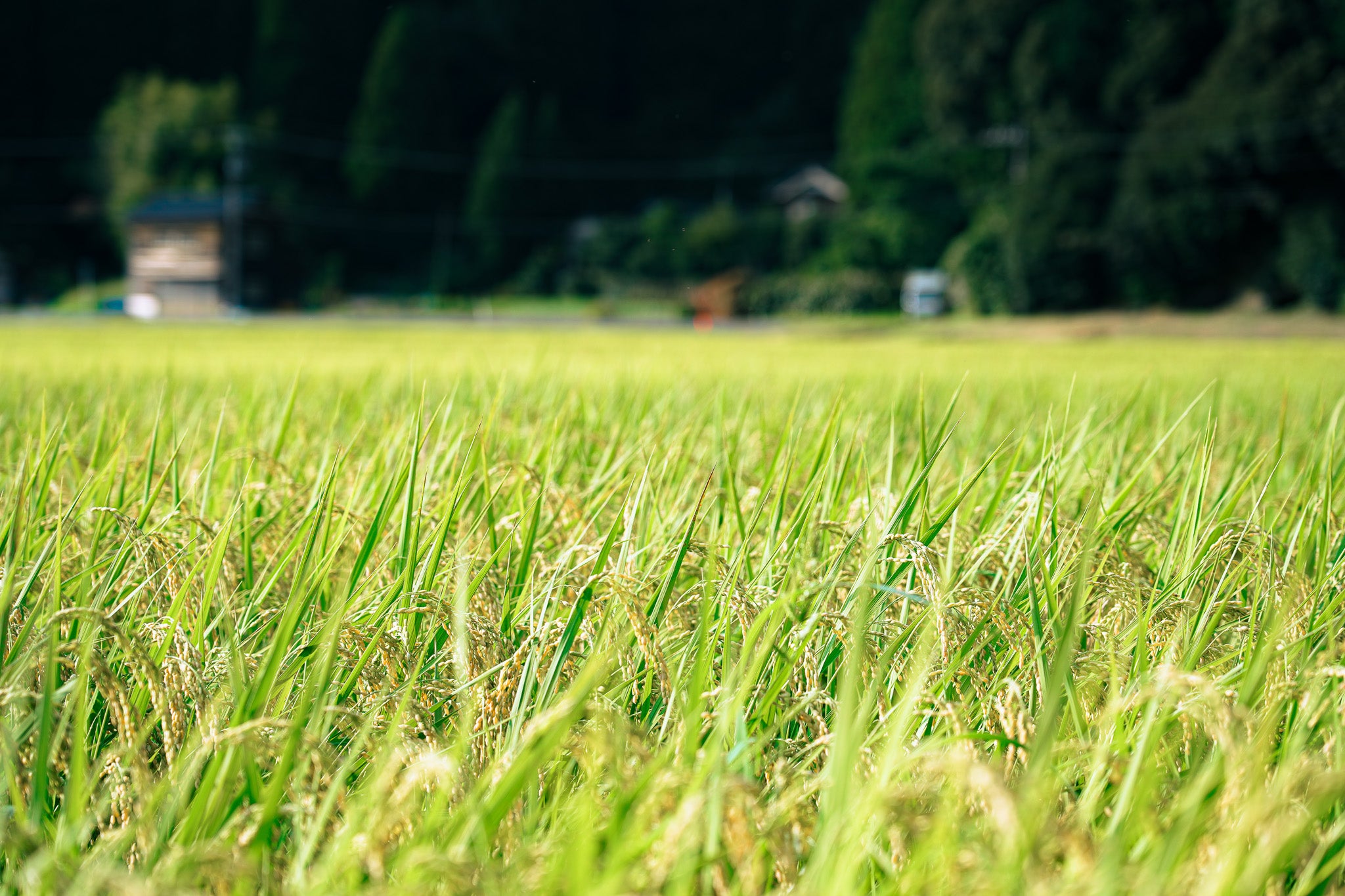 Revival rice Suzu Koshihikari cubes set of 3