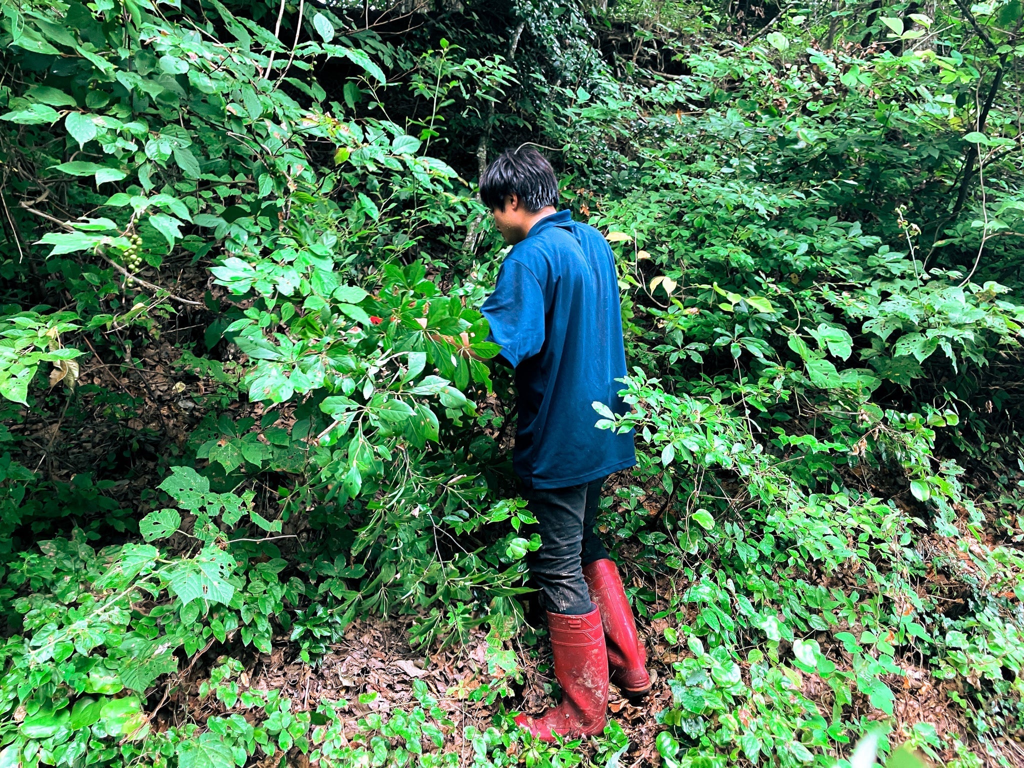 秋のクロモジ採取 – NAIA