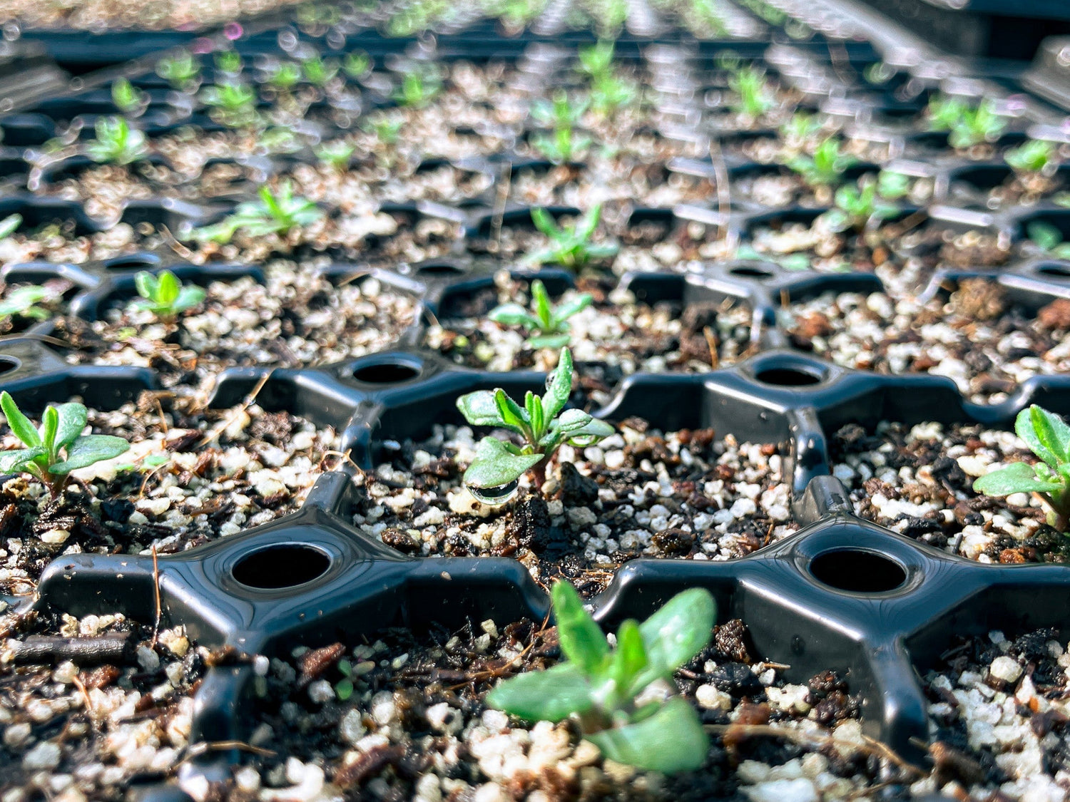 能登の冬支度と芽を伸ばすハーブたち