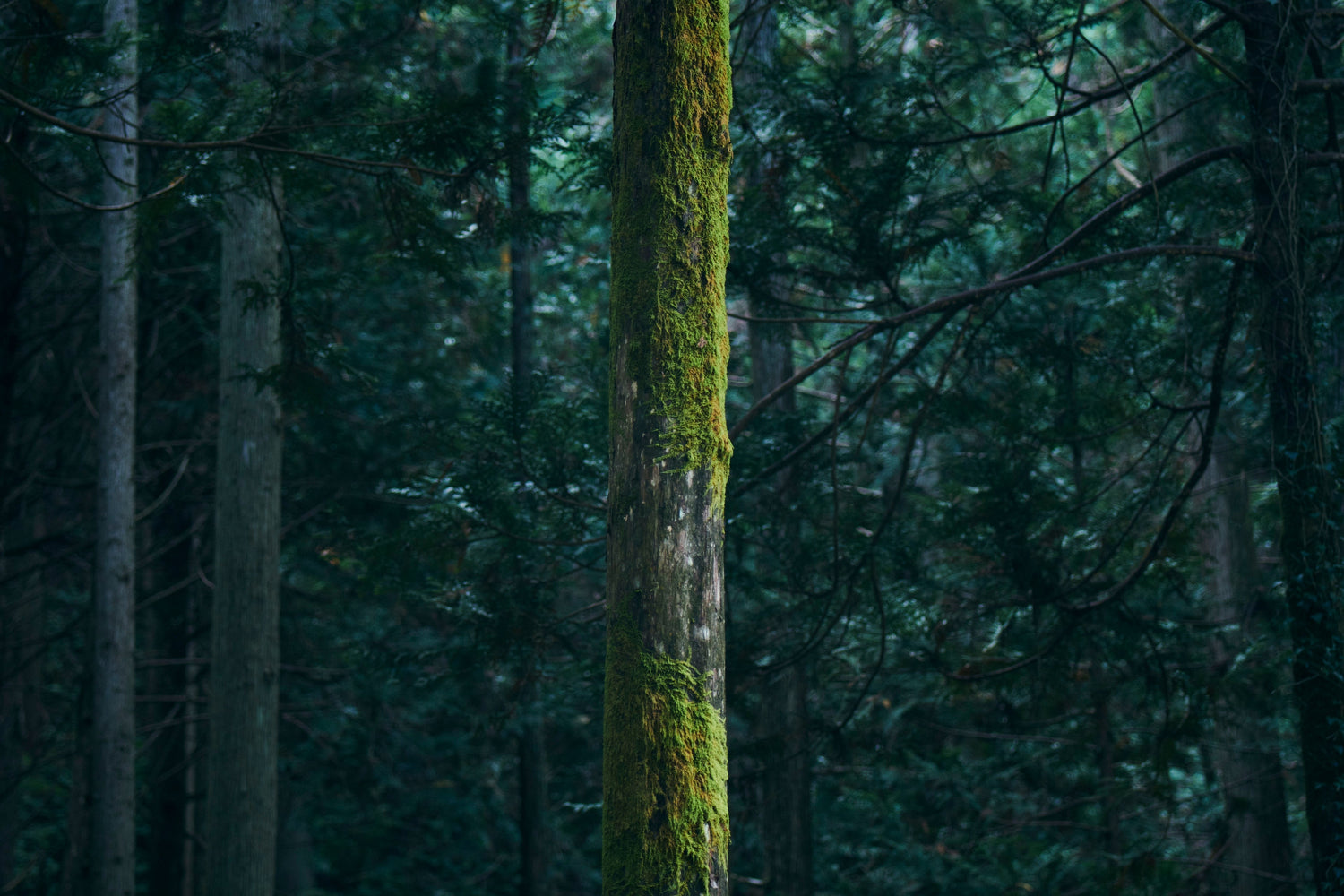 ナイアポップアップストア in阪急うめだ本店（1/14-1/20）