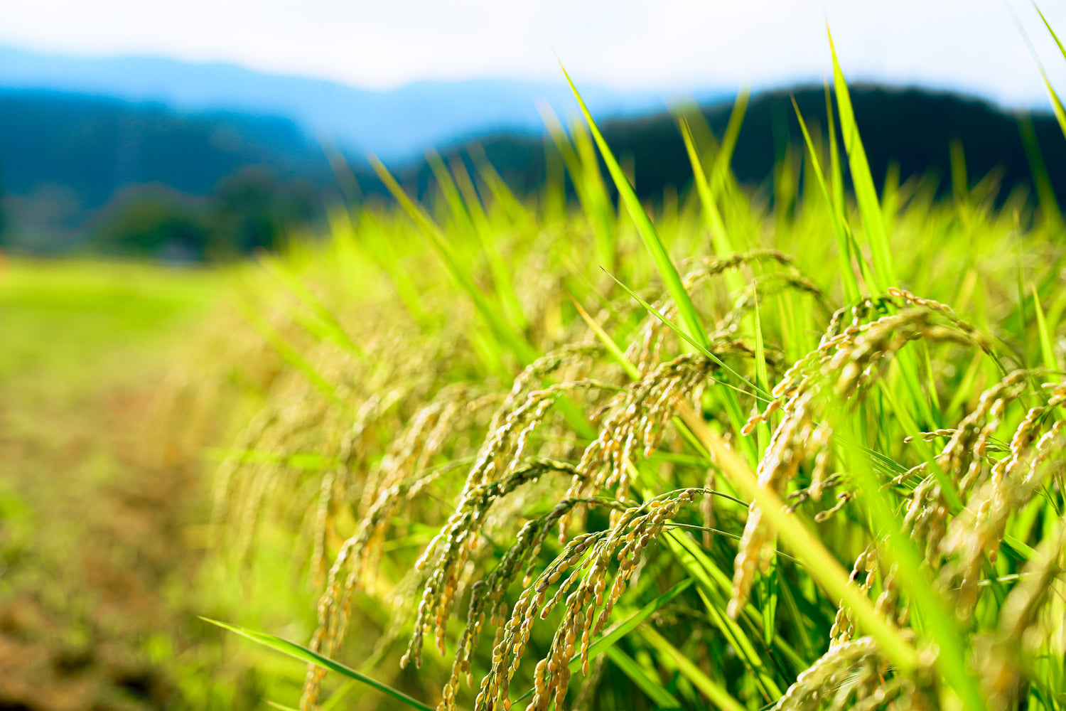 Revival rice Suzu Koshihikari cubes set of 3