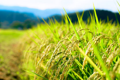 Revival rice Suzu Koshihikari cubes set of 3