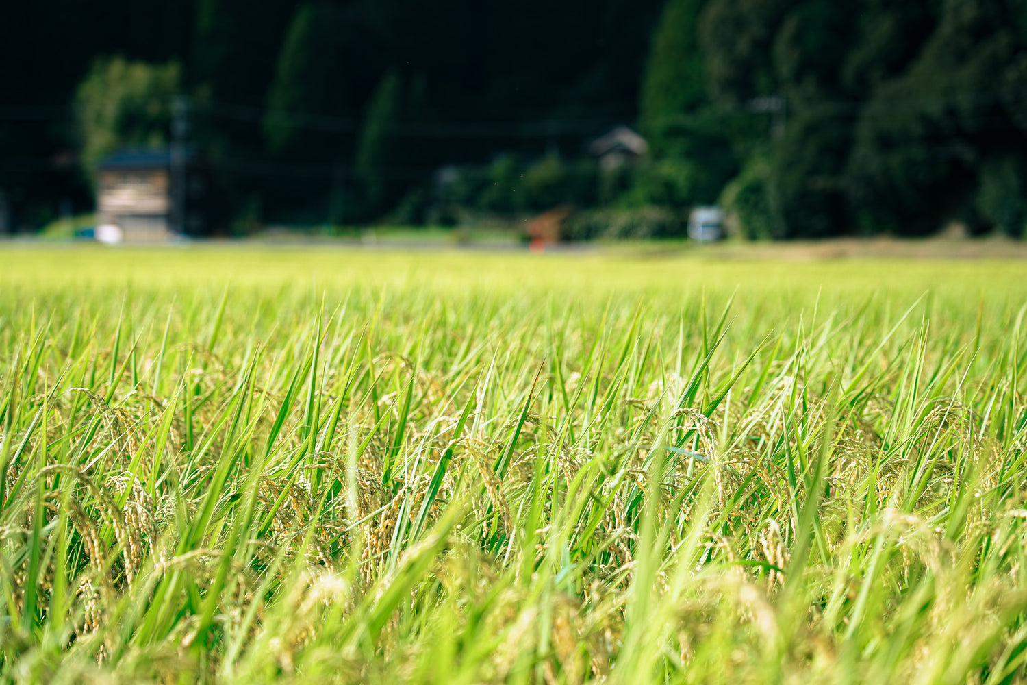 Revival rice Suzu Koshihikari cubes set of 3