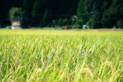 Revival rice Suzu Koshihikari cubes set of 3